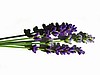 Sweet Dreams Lavender Linen Spray